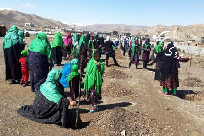 کمپاين نهال شانی در باميان آغاز گرديد